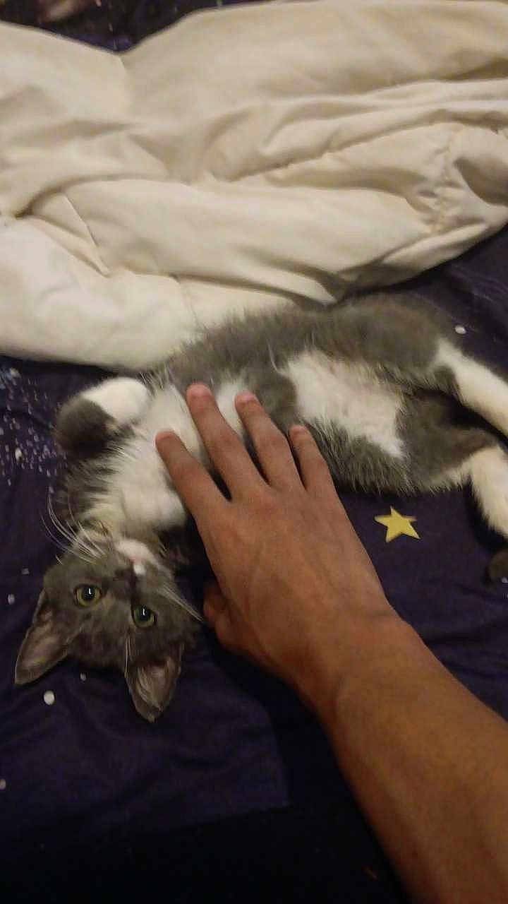 Kurama is registered to the contest to win money with this photo: animal, bed, blanket, cat, comforter, cozy, cute, domestic_cat, fur, gray_cat, hand, human_hand, indoor, lying_down, petting, relaxed, soft_lighting, star_pattern, whiskers, white_paws