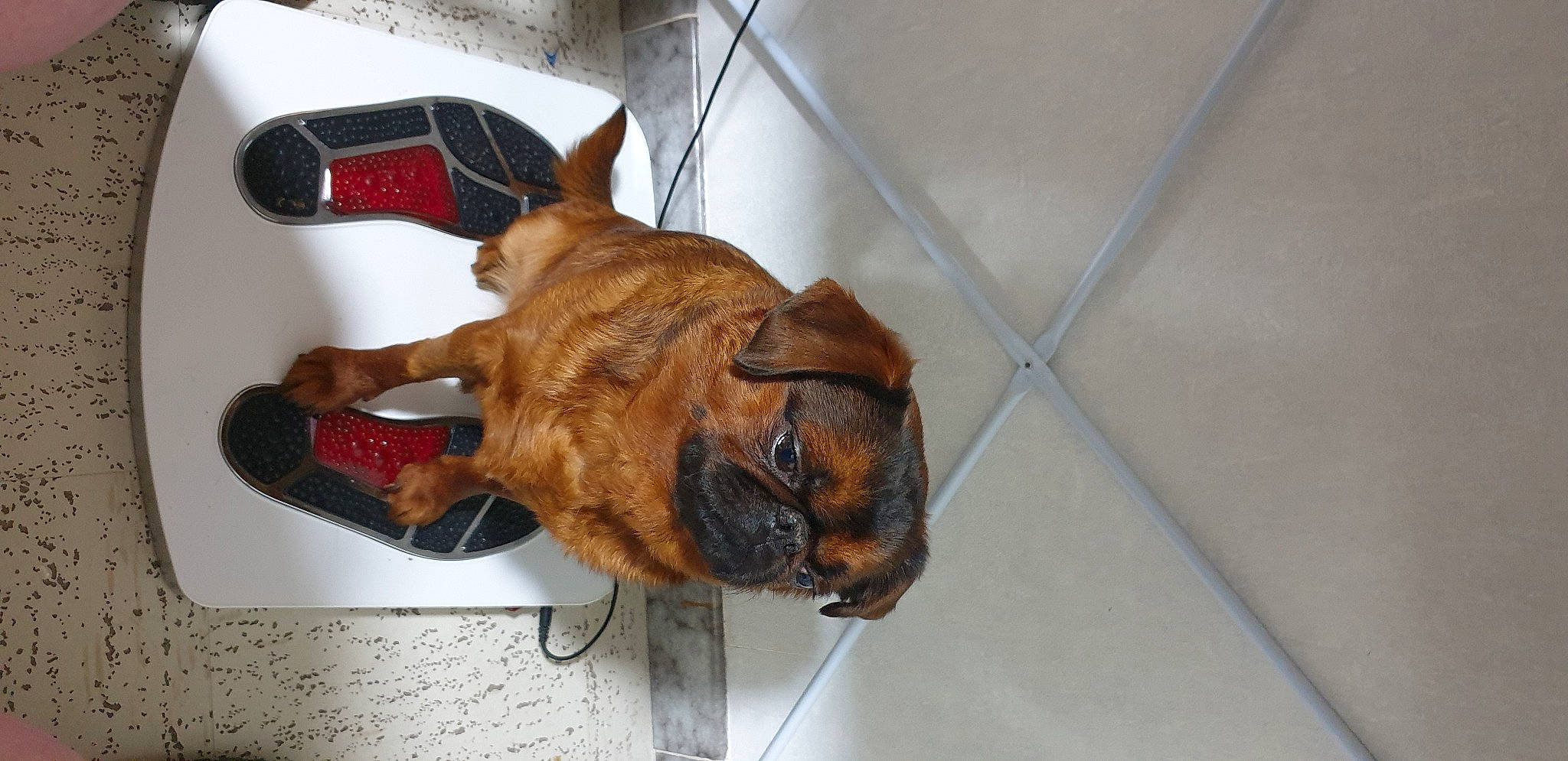 Popeye a rejoint le concours — aidez-le/la à gagner de superbes lots ! carnivore, claw, collar, companion_dog, dog, dog_breed, dog_supply, ear, flooring, fur, liver, non_sporting_group, pet_supply, tail, terrestrial_animal, whiskers, working_animal