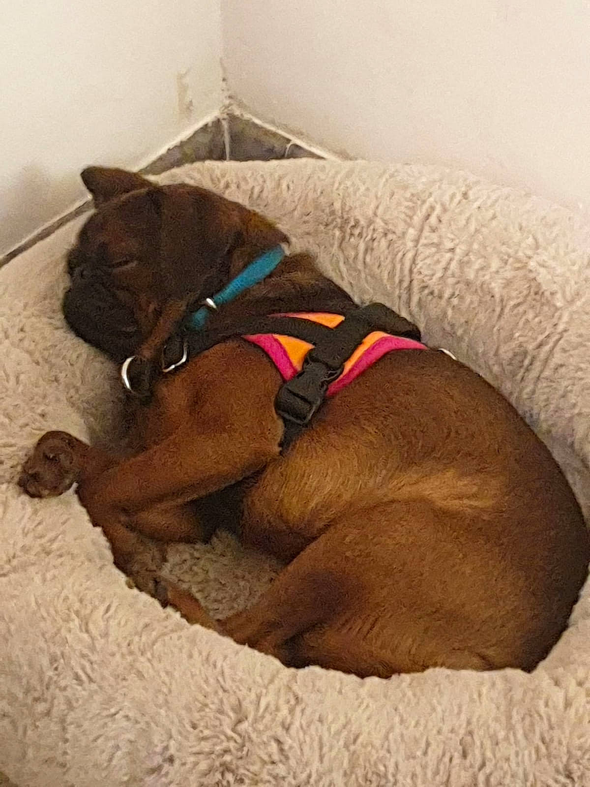 Popeye a rejoint le concours — aidez-le/la à gagner de superbes lots ! brown, carnivore, collar, comfort, companion_dog, dog, dog_breed, dog_clothes, dog_collar, dog_supply, fawn, guard_dog, leash, linens, liver, pet_supply, tail, terrestrial_animal, wood, working_animal