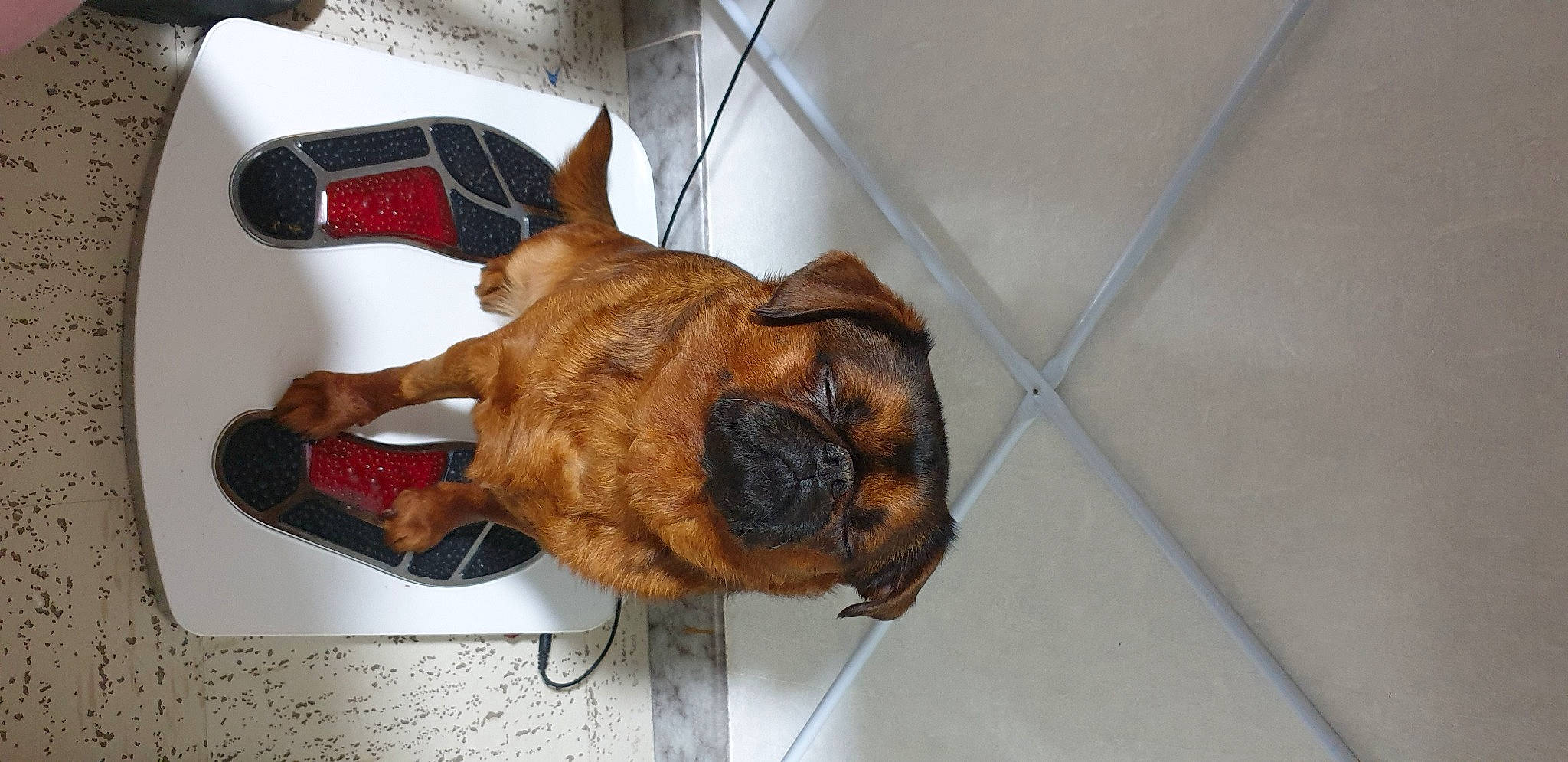 Popeye a rejoint le concours — aidez-le/la à gagner de superbes lots ! canidae, carnivore, claw, companion_dog, dog, dog_breed, ear, fawn, fur, liver, meat, snout, sporting_group, tail, terrestrial_animal, working_animal