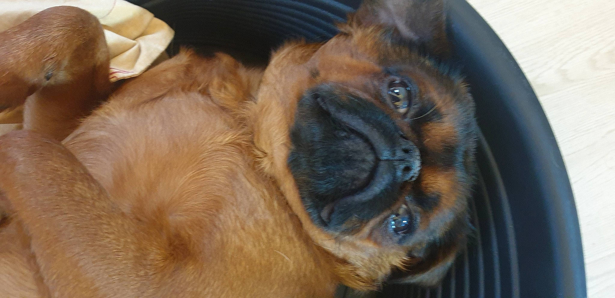 Popeye a rejoint le concours — aidez-le/la à gagner de superbes lots ! canidae, carnivore, close_up, companion_dog, dog, dog_breed, ear, eye, fawn, fur, head, liver, pug, snout, sporting_group, terrestrial_animal, toy_dog, whiskers, working_animal, wrinkle