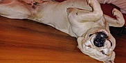 Guero is registered to the contest to win money with this photo: dog, lying_down, upside_down, wooden_floor, pet, animal, relaxed, sleeping, cute, domestic_animal, canine, indoor, resting, fur, muzzle, paw, nose, ears, happy, cozy