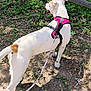 Guero joined the competition — help win amazing prizes! dog, white_dog, pink_harness, leash, outdoor, nature, greenery, dirt_path, tree, plant, leafy, pet, canine, walking, daylight, person_hand, shadow, spot, animal, side_view