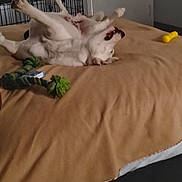 Guero joined the competition — help win amazing prizes! dog, bed, blanket, toy, indoor, door, crate, pet, animal, stretching, playful, canine, fur, mouth_open, legs_up, relaxed, comfortable, home, sleeping_area, happy