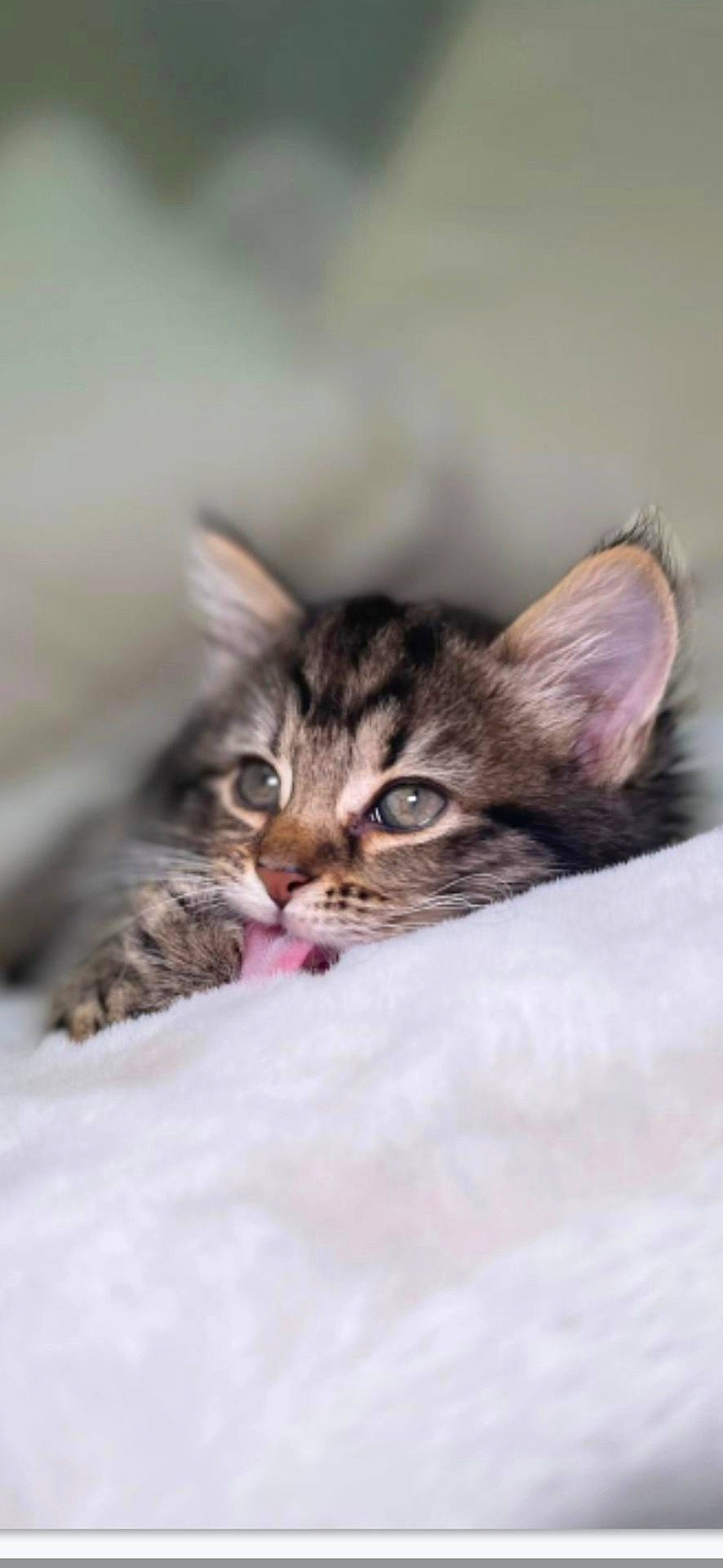 Sprunki is registered to the contest to win money with this photo: abyssinian, angora, animal, blanket, bodypart, cat, face, head, kitten, manx, mouth, ocelot, person, pet, photography, portrait, siamese, sleeping, teeth, tongue