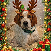 Aston participe au concours pour gagner de l'argent avec cette photo : dog, reindeer_antlers, christmas_wreath, christmas_lights, pine_cones, red_bow, gift_boxes, holiday_decorations, greenery, red_ornaments, gold_ornaments, snow_effect, festive, pet, collar, indoor, portrait, christmas_theme, holiday, cute