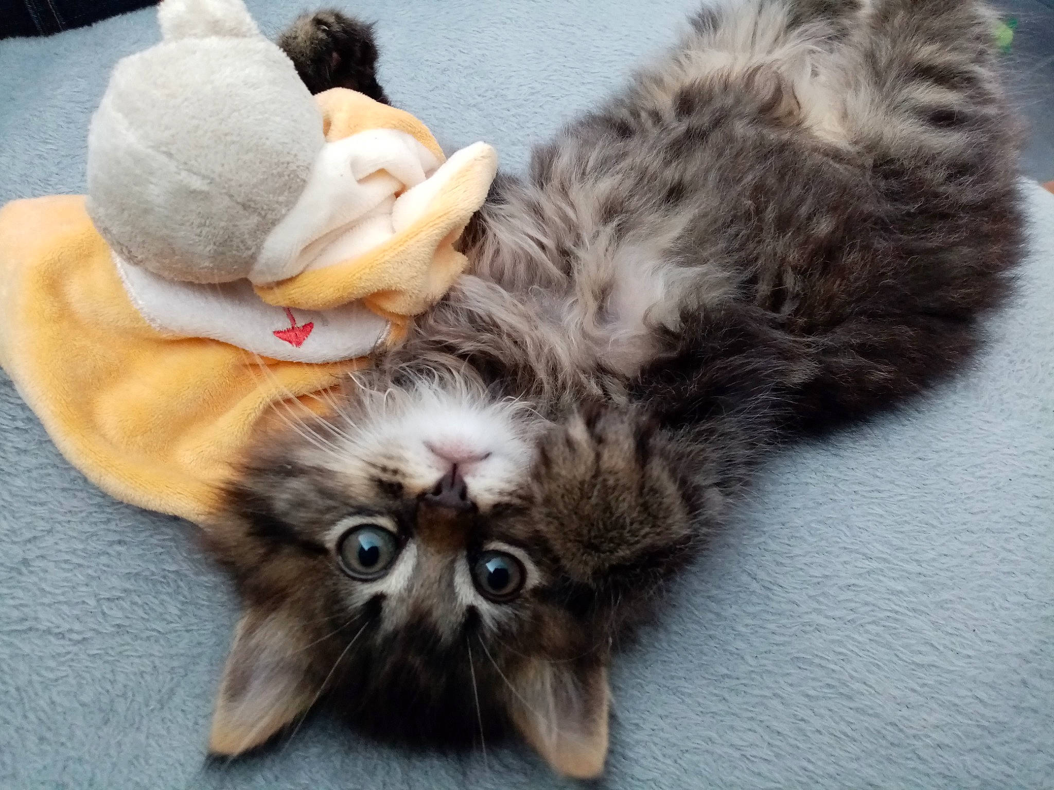 Woody participe au concours pour gagner de l'argent avec cette photo : canidae, cap, carnivore, cat, claw, comfort, domestic_short_haired_cat, ear, fawn, felidae, fur, grey, hat, liver, nap, paw, plant, small_to_medium_sized_cats, tail, whiskers