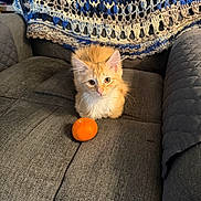 Clementine is registered to the contest to win money with this photo: kitten, cat, orange_cat, tangerine, fruit, couch, blanket, crochet, gray_couch, furniture, indoor, pet, cute, fluffy, small_animal, domestic_animal, sitting, looking, cozy, home
