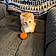 Clementine