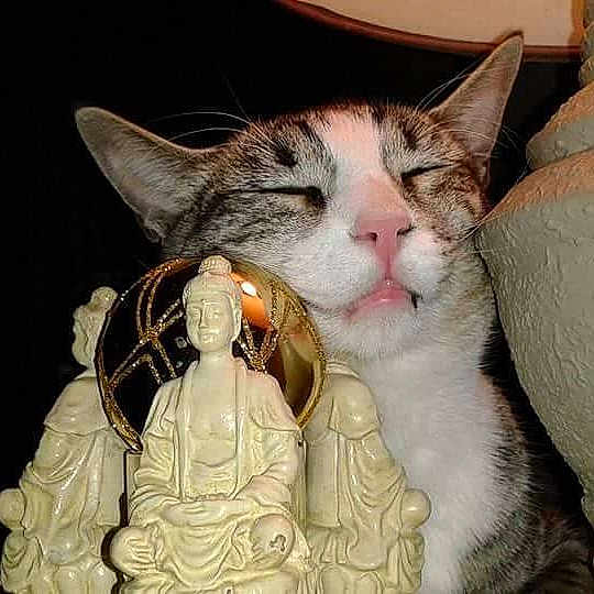 Amelia joined the competition — help win amazing prizes!