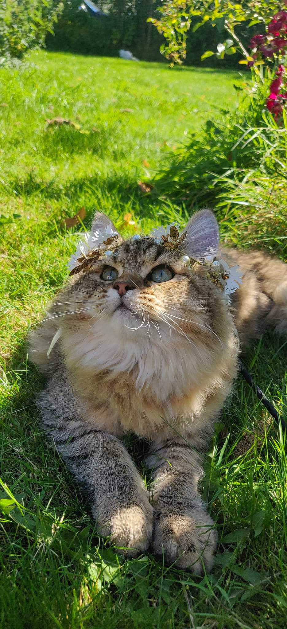 Stich participe au concours pour gagner de l'argent avec cette photo : big_cats, carnivore, cat, claw, eye, fawn, felidae, fur, grass, grassland, groundcover, hair, maine_coon, mammal, plant, small_to_medium_sized_cats, snout, tail, terrestrial_animal, whiskers