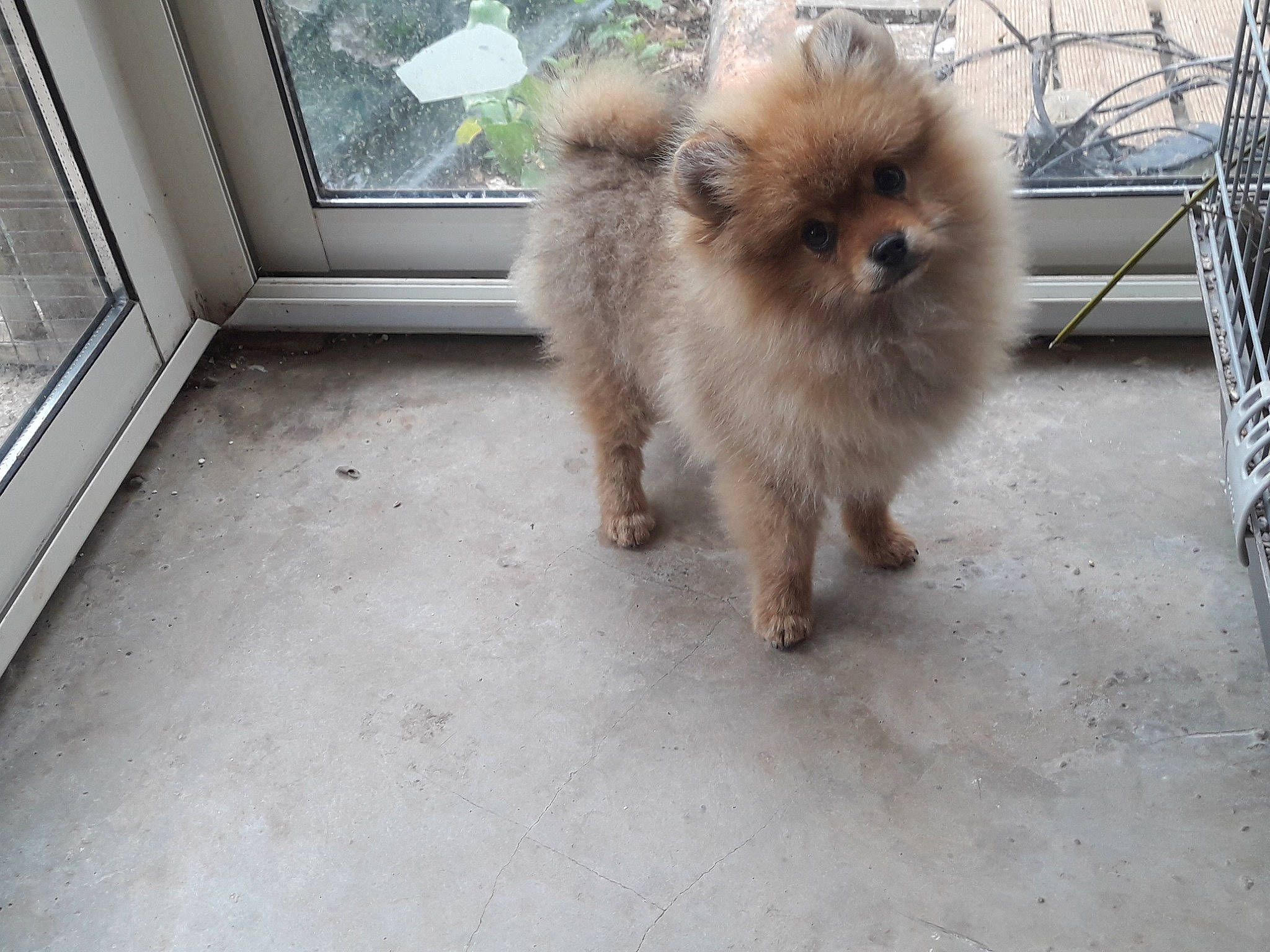 Rox participe au concours pour gagner de l'argent avec cette photo : canidae, carnivore, companion_dog, dog, dog_breed, fawn, felidae, fur, german_spitz, german_spitz_klein, liver, snout, spitz, sporting_group, tail, terrestrial_animal, toy_dog, whiskers, window, working_animal