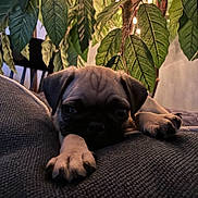 Charlie joined the competition — help win amazing prizes! puppy, dog, pug, pet, couch, indoor, plant, leaves, string_lights, cozy, relaxed, animal, closeup, texture, home, furniture, sleepy, cute, paw, background
