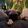 puppy, dog, pug, pet, couch, indoor, plant, leaves, string_lights, cozy, relaxed, animal, closeup, texture, home, furniture, sleepy, cute, paw, background