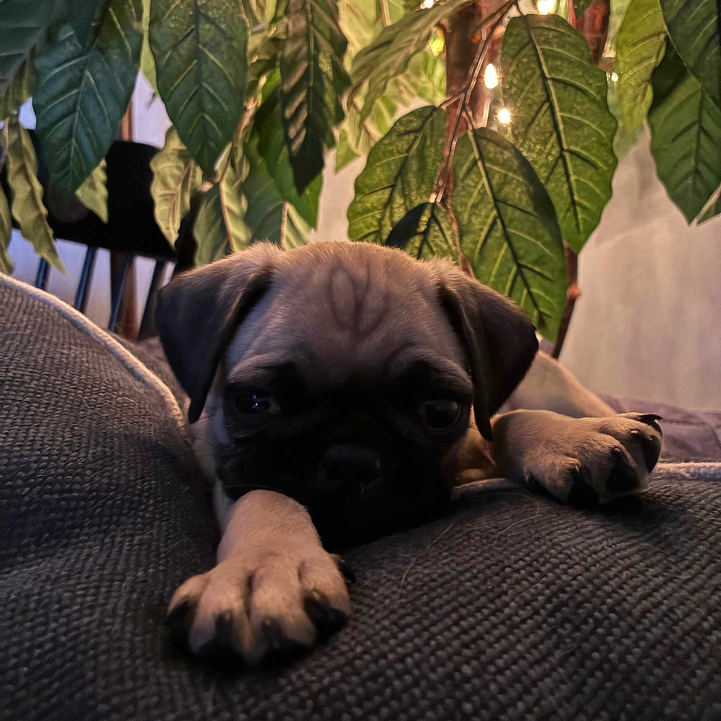 Charlie