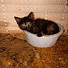 kitten, cat, bowl, plastic, food, wooden_surface, indoor, resting, small, tortoiseshell, animal, pet, cozy, cute, feline, young, lights, background, texture, container