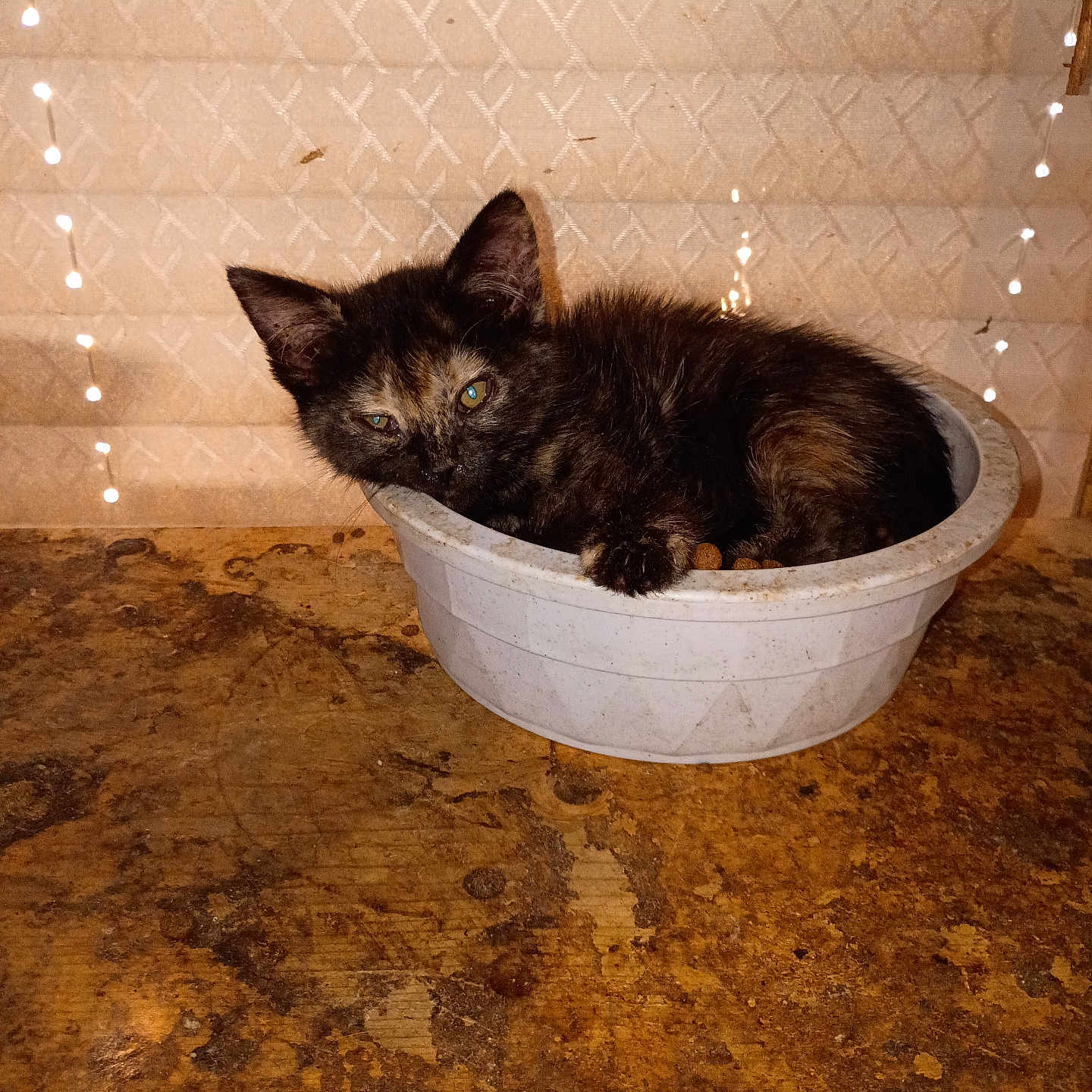 Mocha