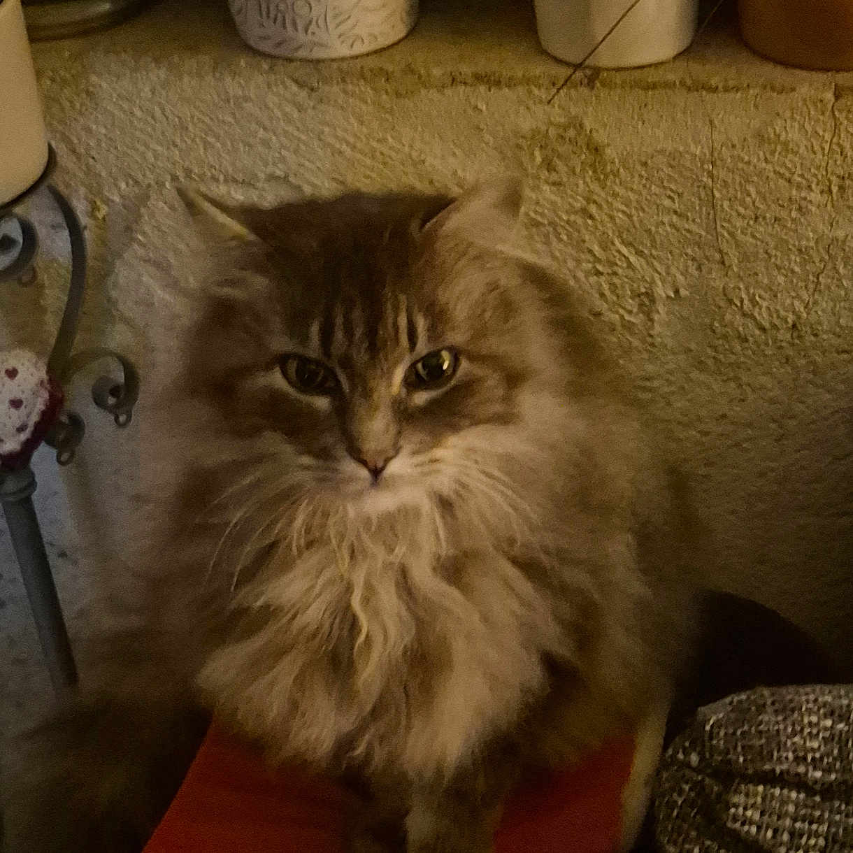 Mia
