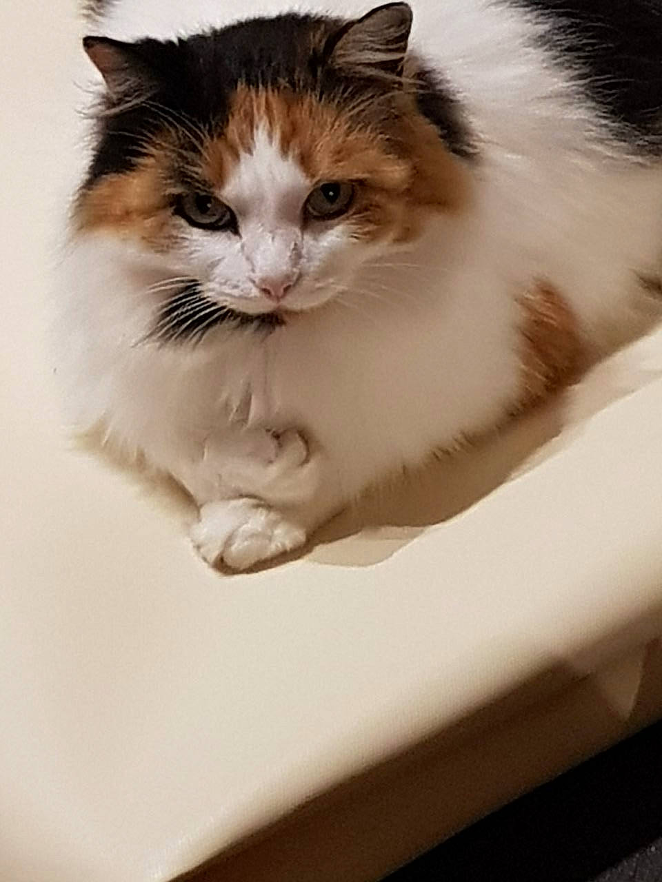 Lixie a rejoint le concours — aidez-le/la à gagner de superbes lots ! box, cardboard, carnivore, cat, claw, domestic_short_haired_cat, felidae, foot, fur, paw, sitting, small_to_medium_sized_cats, snout, tail, tree, whiskers, window, wood