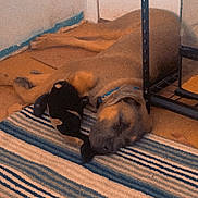 Porscha joined the competition — help win amazing prizes! dog, sleeping, stuffed_toy, rug, striped_rug, floor, door, metal_shelf, indoor, pet, resting, collar, brown_dog, toy, quiet, home, relaxation, companion, cozy, peaceful