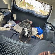 Mia is registered to the contest to win money with this photo: dog, brindle, vehicle_interior, backseat, pillow, blanket, net_barrier, window, road, car_seat, collar, pet, animal, resting, looking_away, daylight, outdoor_view, transportation, travel, companion