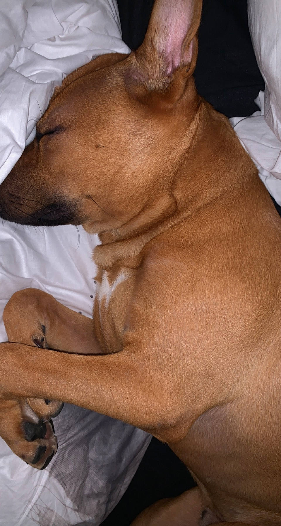 Ayko a rejoint le concours — aidez-le/la à gagner de superbes lots ! carnivore, comfort, companion_dog, dog, dog_breed, ear, elbow, fawn, foot, gesture, human_leg, liver, snout, sporting_group, terrestrial_animal, thigh, trunk, whiskers, working_animal, wrinkle