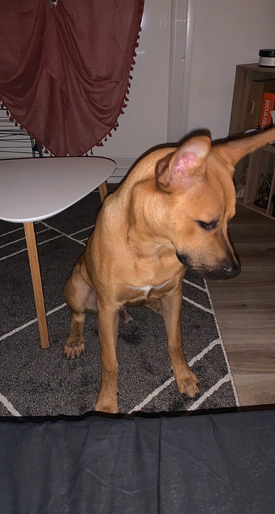 Ayko participe au concours pour gagner de l'argent avec cette photo : carnivore, chihuahua, companion_dog, dog, dog_breed, dog_supply, ear, fawn, flooring, fur, hardwood, shelf, snout, tableware, tail, terrestrial_animal, toy_dog, whiskers, wood, working_animal