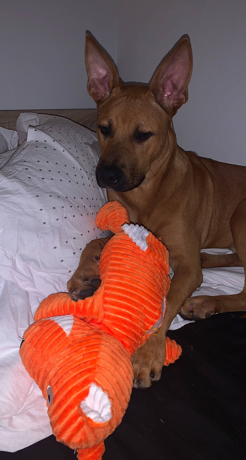 Ayko participe au concours pour gagner de l'argent avec cette photo : calabaza, canidae, carnivore, collar, comfort, companion_dog, dog, dog_breed, dog_sports, dog_supply, fawn, linens, paw, snout, sporting_group, tail, terrestrial_animal, toy_dog, whiskers, working_animal