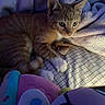 Samwich Sammy joined the competition — help win amazing prizes! kitten, cat, orange_tabby, fur, blanket, bedspread, plush_toy, soft_toy, indoor, resting, sleepy, animal, pet, paw, cute, young, feline, cozy, purple, striped