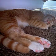 Samwich Sammy is registered to the contest to win money with this photo: cat, orange_tabby, sleeping, paw_pads, carpet, indoor, pet, feline, cozy, resting, fur, whiskers, cute, animal, domestic_cat, relaxed, nap, soft, pink, under_furniture