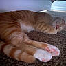 cat, orange_tabby, sleeping, paw_pads, carpet, indoor, pet, feline, cozy, resting, fur, whiskers, cute, animal, domestic_cat, relaxed, nap, soft, pink, under_furniture