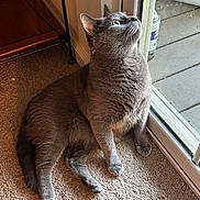 Puck joined the competition — help win amazing prizes! animal, carpet, cat, curious, domestic, ears, feline, floor, furry, glass_door, gray_cat, home, indoor, light, looking_up, paw, pet, sitting, whiskers, window