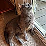 animal, carpet, cat, curious, domestic, ears, feline, floor, furry, glass_door, gray_cat, home, indoor, light, looking_up, paw, pet, sitting, whiskers, window