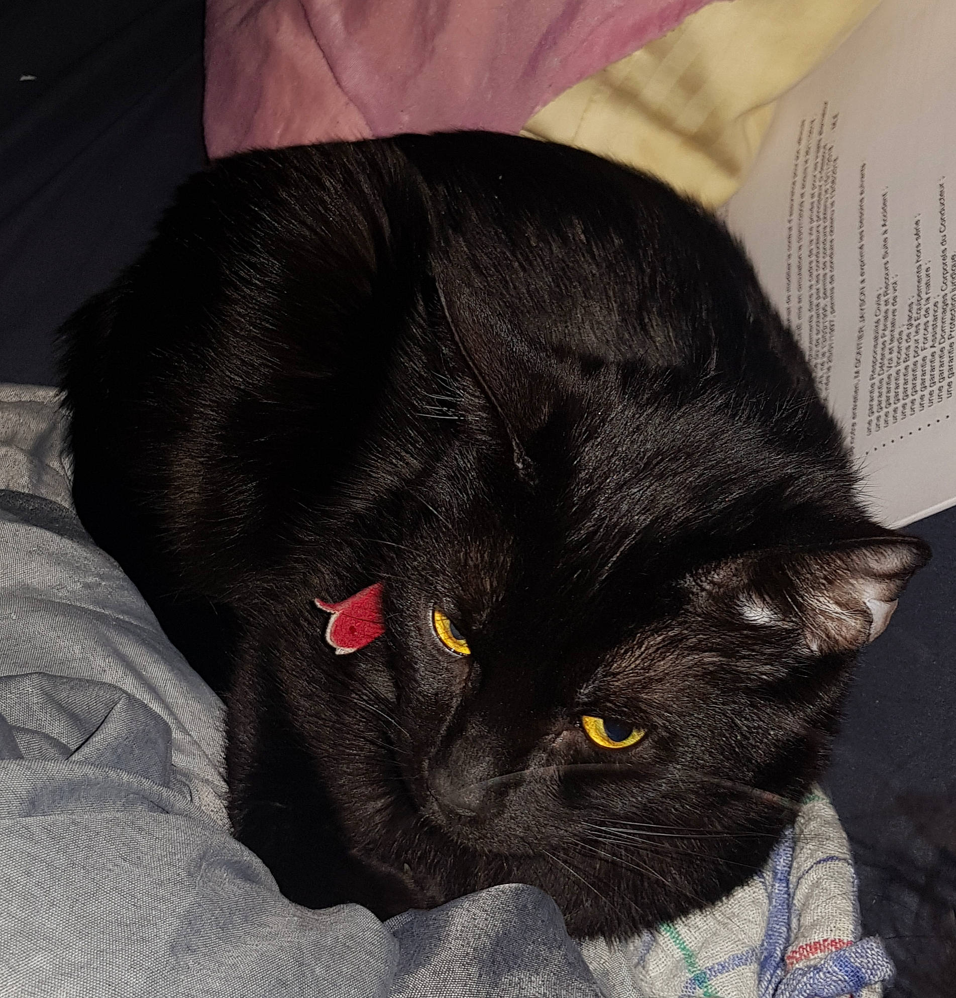 Kuro participe au concours pour gagner de l'argent avec cette photo : black_cat, bombay, carnivore, cat, comfort, domestic_short_haired_cat, felidae, fur, grey, nap, small_to_medium_sized_cats, snout, tail, terrestrial_animal, whiskers