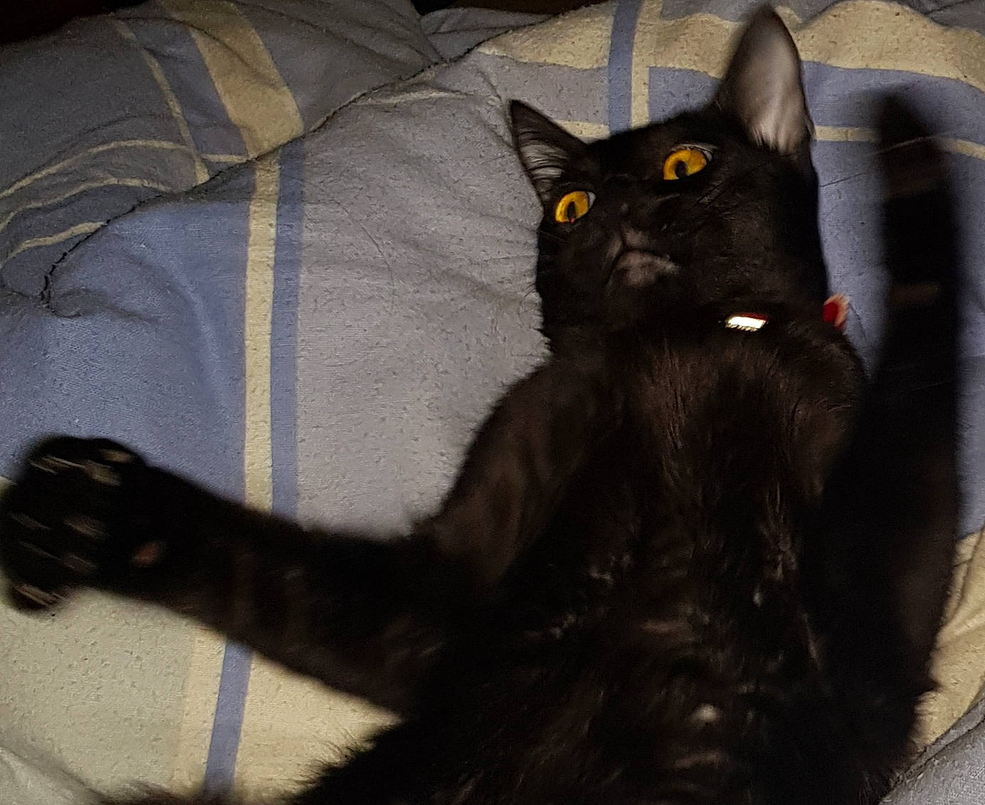 Kuro participe au concours pour gagner de l'argent avec cette photo : black_cat, bombay, carnivore, cat, claw, comfort, domestic_short_haired_cat, eye, felidae, fur, grey, havana_brown, head, iris, paw, sitting, small_to_medium_sized_cats, snout, tail, whiskers