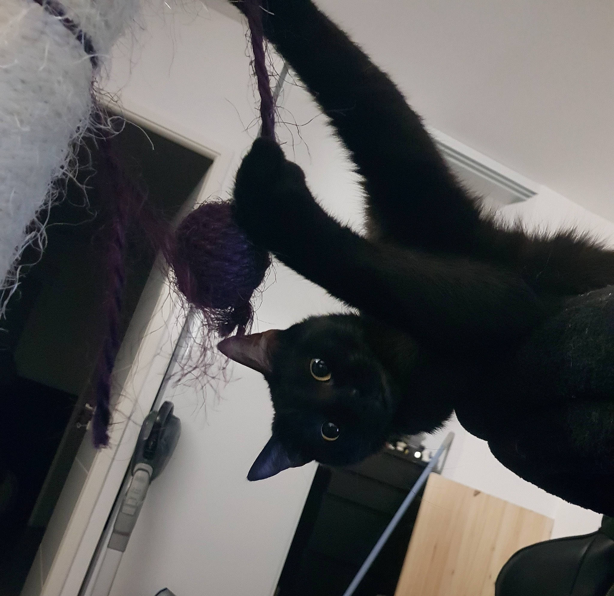 Kuro participe au concours pour gagner de l'argent avec cette photo : black_cat, carnivore, cat, comfort, domestic_short_haired_cat, felidae, fur, gesture, monochrome, monochrome_photography, plant, shadow, small_to_medium_sized_cats, snout, tail, tints_and_shades, twig, whiskers