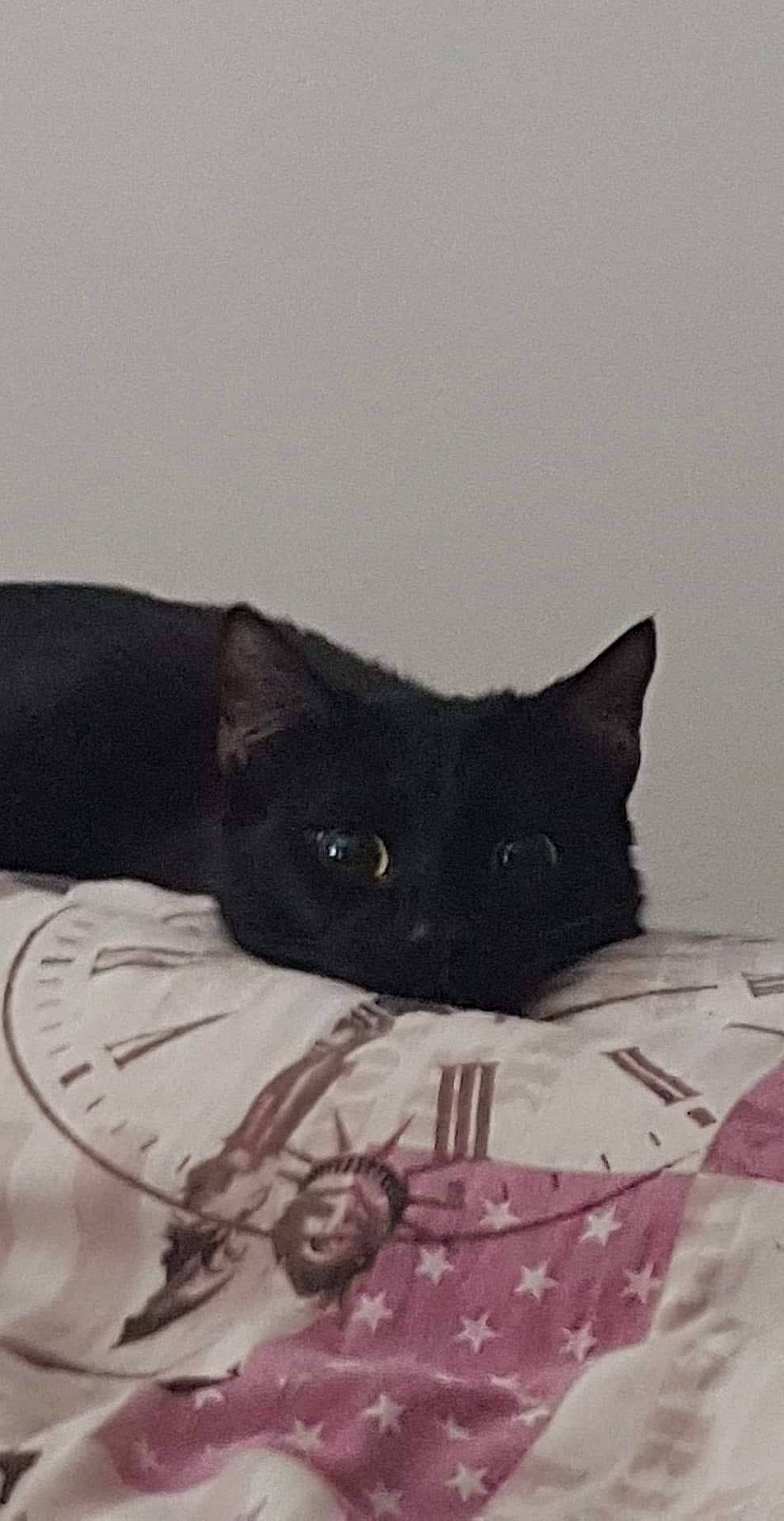 Kuro participe au concours pour gagner de l'argent avec cette photo : black_cat, bombay, carnivore, cat, cat_supply, comfort, domestic_short_haired_cat, felidae, fur, grey, linens, pattern, small_to_medium_sized_cats, snout, tail, terrestrial_animal, whiskers