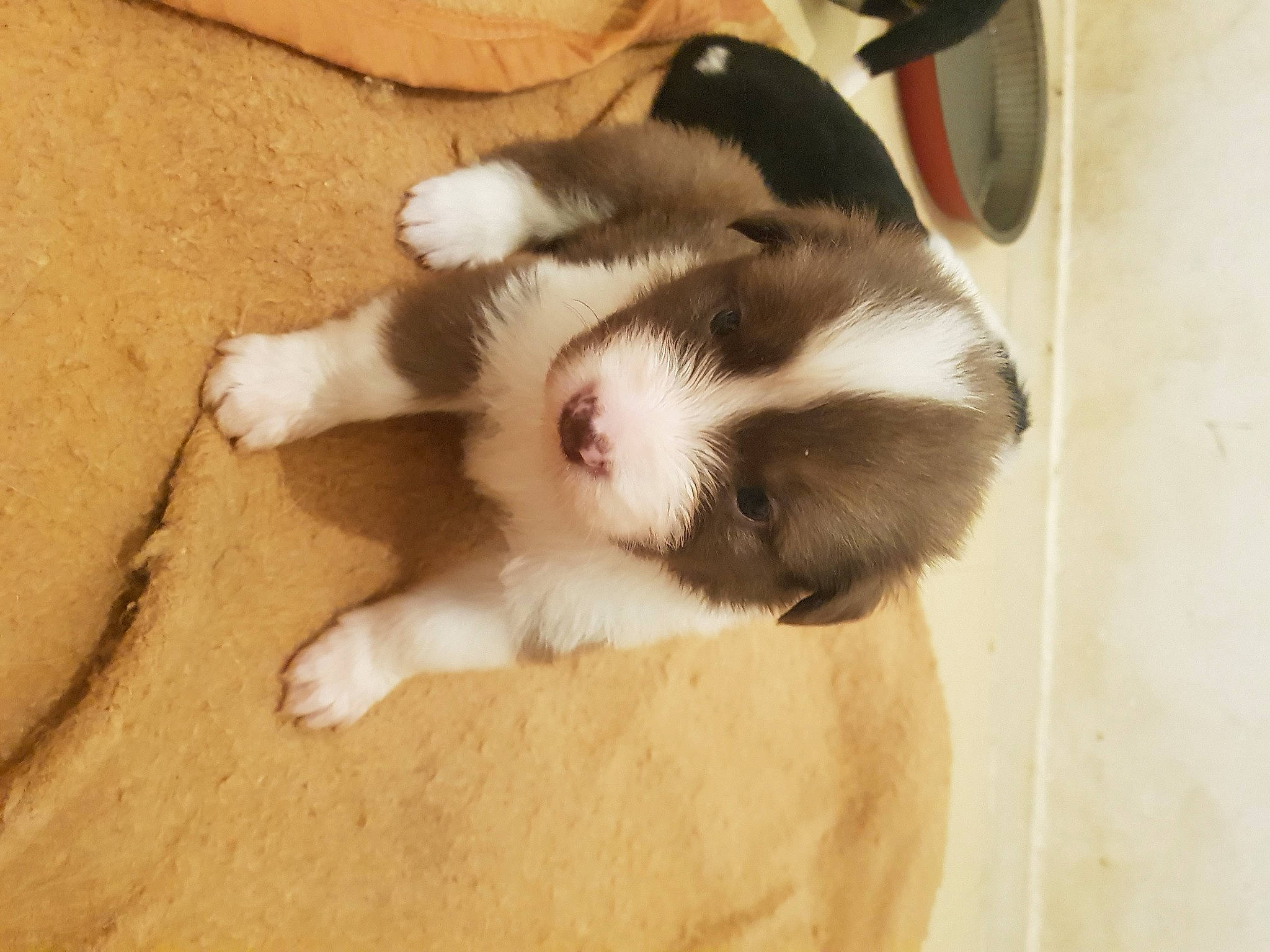 Natsu a rejoint le concours — aidez-le/la à gagner de superbes lots ! carnivore, cat, comfort, companion_dog, dog_breed, domestic_short_haired_cat, fawn, felidae, flooring, foot, fur, hardwood, paw, small_to_medium_sized_cats, snout, sporting_group, tail, terrestrial_animal, whiskers, wood