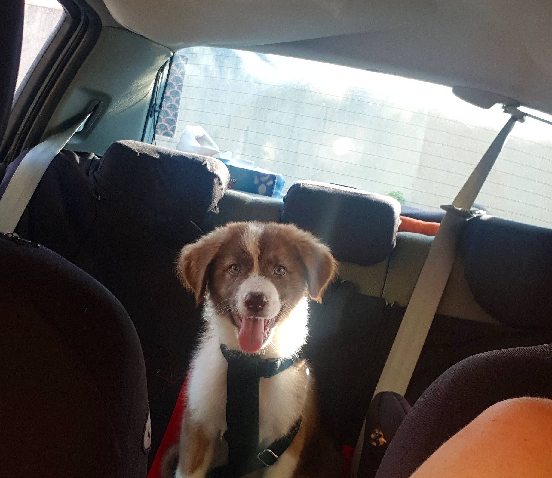 Natsu a rejoint le concours — aidez-le/la à gagner de superbes lots ! automotive_design, automotive_exterior, automotive_lighting, automotive_mirror, car, car_seat_cover, carnivore, companion_dog, dog, dog_breed, fawn, hood, motor_vehicle, plant, rear_view_mirror, seat_belt, steering_wheel, vehicle, vehicle_door, window