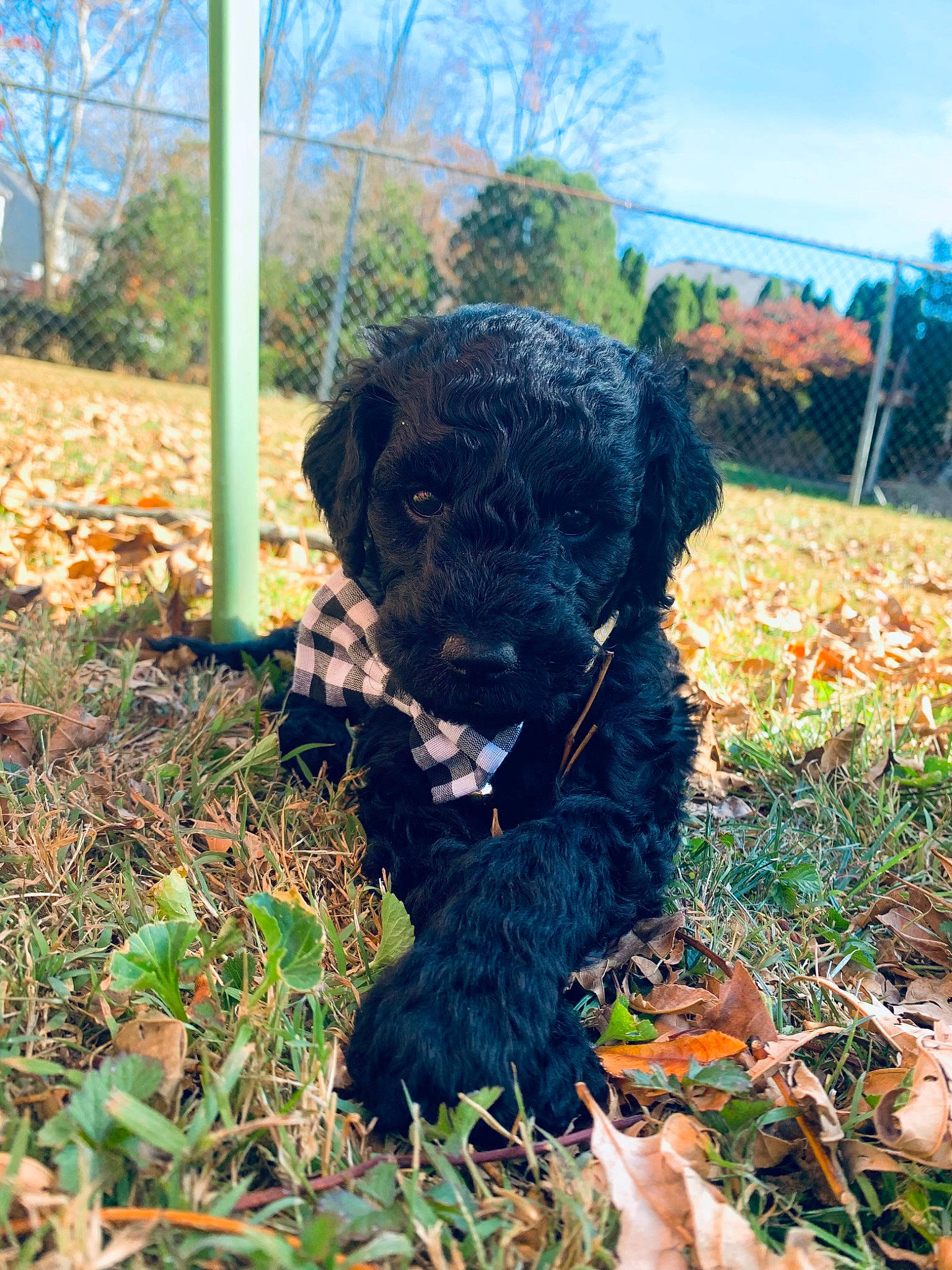 Bentley joined the competition — help win amazing prizes! annual_plant, canidae, carnivore, companion_dog, dog, dog_breed, fawn, garden, grass, groundcover, liver, plant, shrub, sky, snout, soil, tail, terrestrial_animal, tree, working_animal