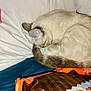 cat, sleeping, bed, pillow, tail, fur, pet, cozy, indoor, resting, animal, domestic, cute, curled_up, soft, whiskers, ears, feline, blanket, snack_bag