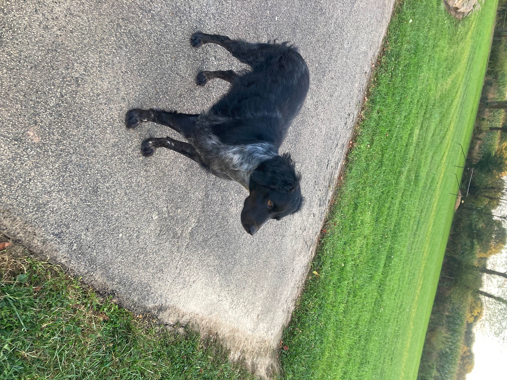 Nara participe au concours pour gagner de l'argent avec cette photo : asphalt, canidae, carnivore, dog, dog_breed, grass, guard_dog, hedge, landscape, plant, recreation, road_surface, shadow, sidewalk, soil, sporting_group, tail, tar, tree, water