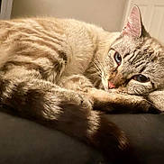 Inka joined the competition — help win amazing prizes! animal, blue_eyes, cat, close_up, couch, cozy, cushion, feline, home, indoor, lying_down, paws, pet, portrait, relaxed, sleepy, striped_fur, tabby, warm_lighting, whiskers