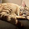 animal, blue_eyes, cat, close_up, couch, cozy, cushion, feline, home, indoor, lying_down, paws, pet, portrait, relaxed, sleepy, striped_fur, tabby, warm_lighting, whiskers