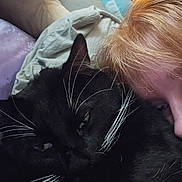 Binx joined the competition — help win amazing prizes! bedroom, black_cat, blanket, cat, close_up, comfort, cozy, cuddle, face, fur, human, indoor, person, pet, relaxation, resting, sleepy, snuggle, warm_light, whiskers