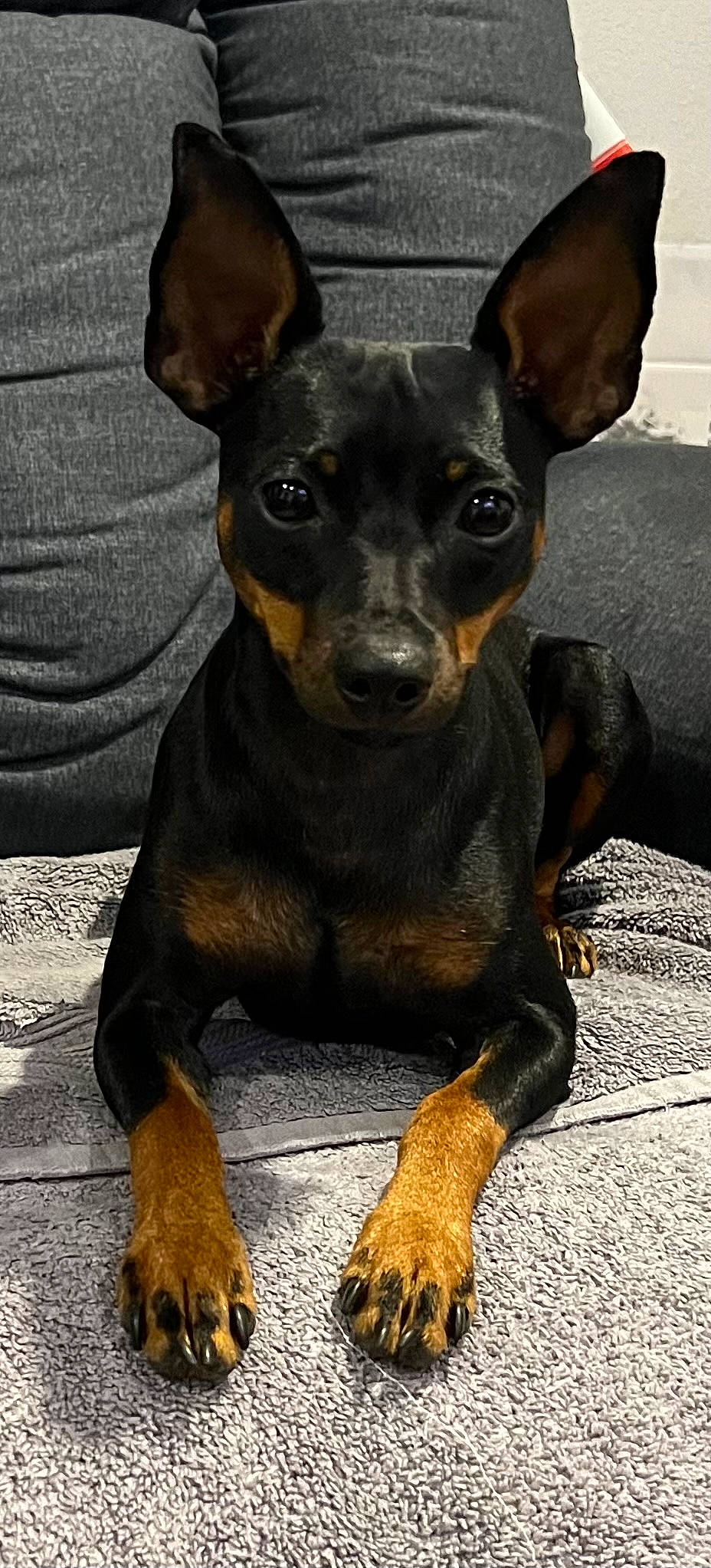 Hestia is registered to the contest to win money with this photo: canidae, carnivore, companion_dog, dog, dog_breed, ear, fawn, grey, guard_dog, prazsky_krysarik, snout, sporting_group, terrestrial_animal, toy_dog, whiskers, working_animal, working_dog