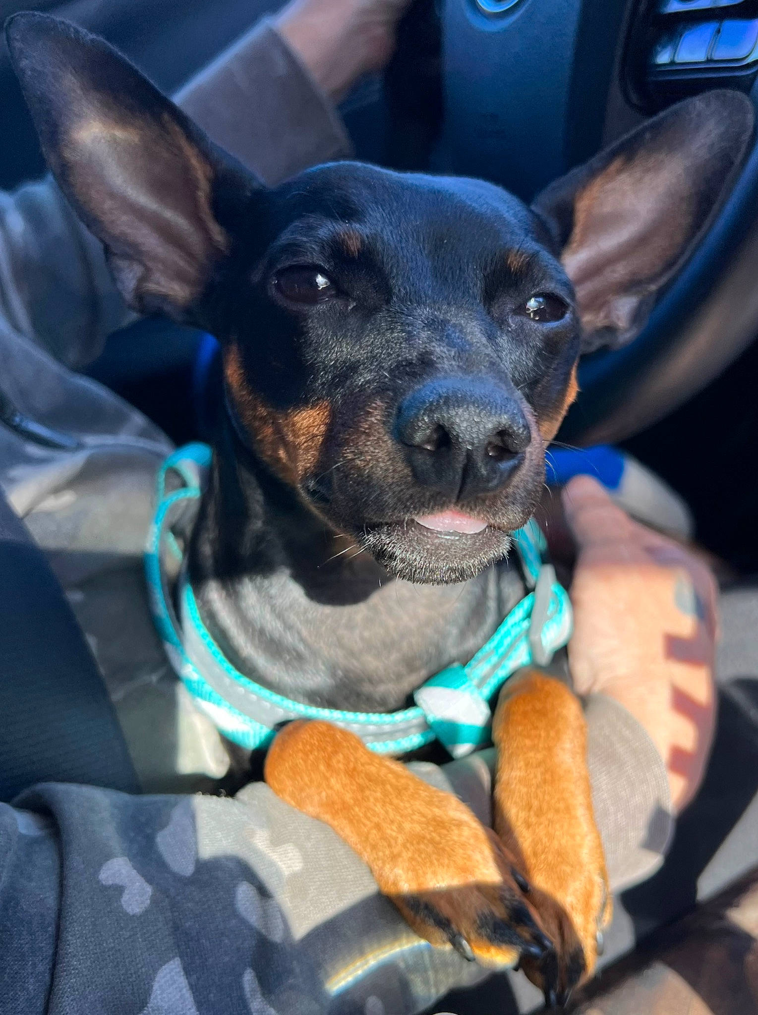 Hestia joined the competition — help win amazing prizes! canidae, car_seat_cover, carnivore, collar, companion_dog, dog, dog_breed, dog_collar, dog_supply, ear, electric_blue, fawn, fur, guard_dog, snout, sporting_group, toy_dog, vehicle_door, whiskers, working_animal