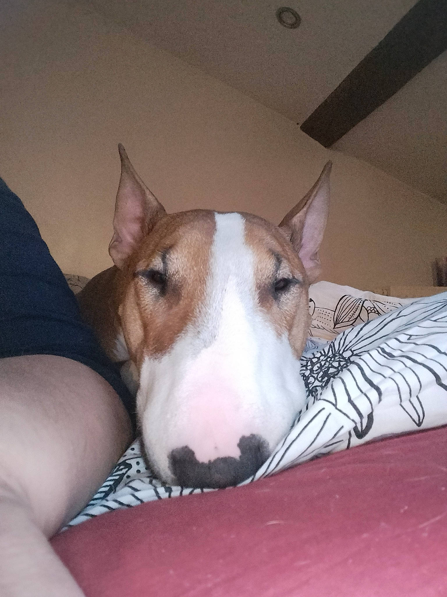 Malia participe au concours pour gagner de l'argent avec cette photo : canidae, carnivore, collar, comfort, companion_dog, dog, dog_breed, ear, fawn, foot, human_leg, non_sporting_group, paw, snout, sporting_group, terrestrial_animal, whiskers, working_animal