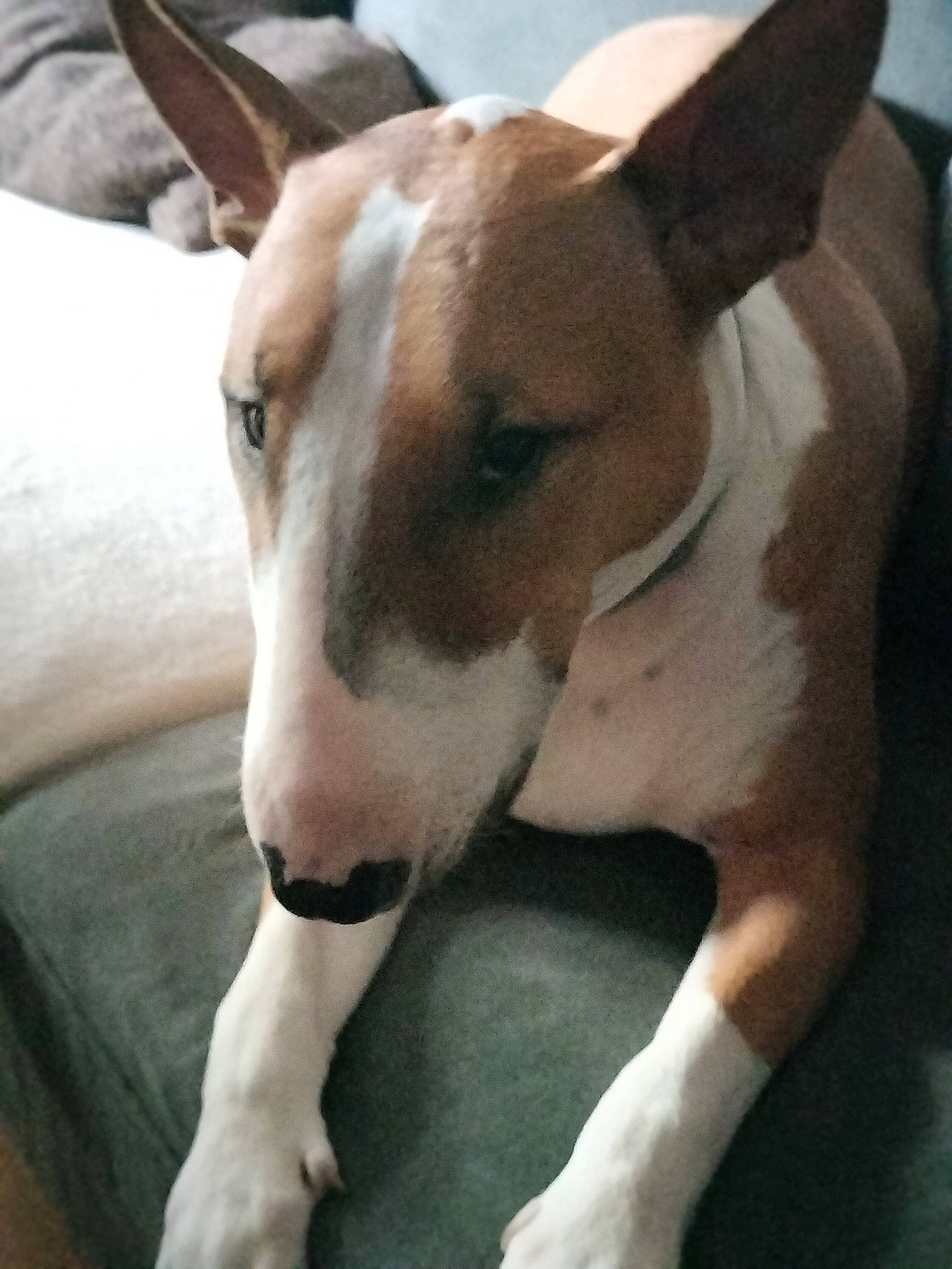 Malia participe au concours pour gagner de l'argent avec cette photo : ancient_dog_breeds, bull_terrier_miniature, canidae, carnivore, collar, comfort, companion_dog, dog, dog_breed, dog_collar, ear, fawn, head, old_english_terrier, snout, sporting_group, terrestrial_animal, terrier, whiskers, working_animal