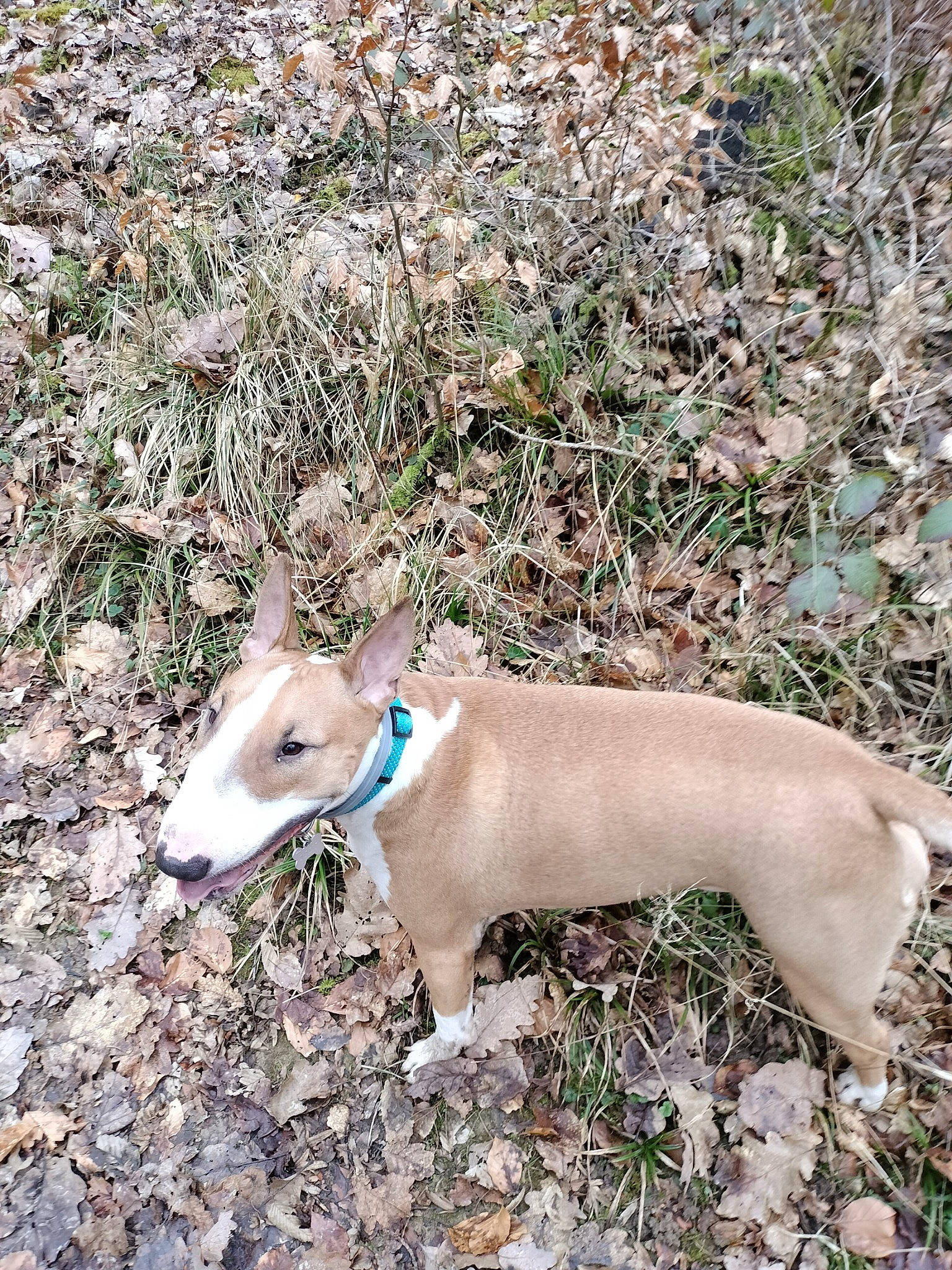 Malia a rejoint le concours — aidez-le/la à gagner de superbes lots ! canidae, carnivore, collar, companion_dog, dog, dog_breed, dog_collar, dog_supply, fawn, grass, non_sporting_group, plant, rampur_greyhound, sighthound, snout, sporting_group, tail, terrestrial_animal, whiskers, working_animal